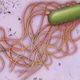 Illustration for article titled Computer science breakthrough: Replicating bacterial communication